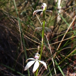 Caladenia ustulata at Belconnen, ACT - 9 Oct 2023