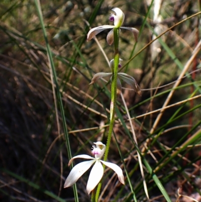 Caladenia ustulata (Brown Caps) at Belconnen, ACT - 9 Oct 2023 by CathB
