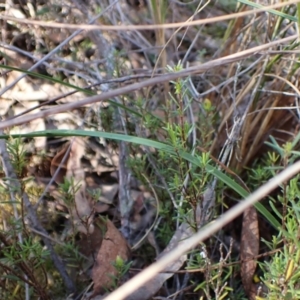 Caladenia ustulata at Belconnen, ACT - 9 Oct 2023