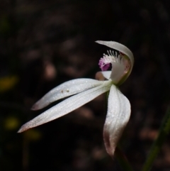 Caladenia ustulata at Belconnen, ACT - 9 Oct 2023