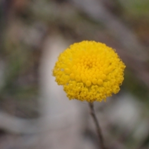 Leptorhynchos tenuifolius at Stawell, VIC - 13 Oct 2023