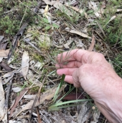 Leptorhynchos tenuifolius at Stawell, VIC - 13 Oct 2023