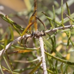 Pempsamacra dispersa (Longhorn beetle) at Tidbinbilla Nature Reserve - 13 Oct 2023 by SWishart