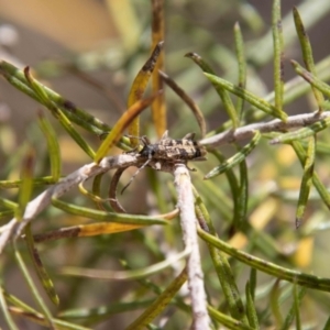 Pempsamacra dispersa at Paddys River, ACT - 13 Oct 2023 11:36 AM