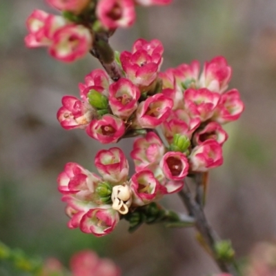 Micromyrtus ciliata (Fringed Heath-myrtle) at Deep Lead Nature Conservation Reserve - 13 Oct 2023 by AnneG1