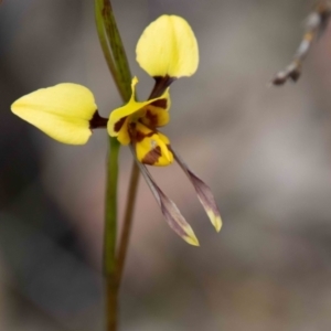 Diuris sulphurea at Paddys River, ACT - 13 Oct 2023