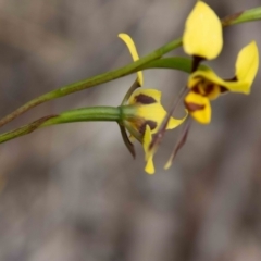 Diuris sulphurea at Paddys River, ACT - 13 Oct 2023