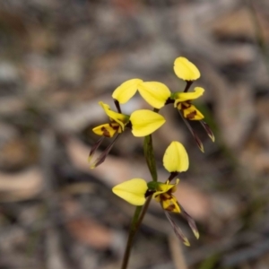 Diuris sulphurea at Paddys River, ACT - 13 Oct 2023