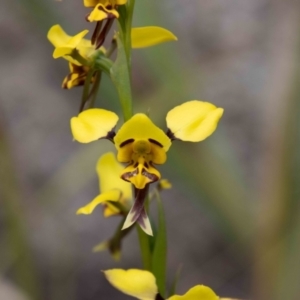 Diuris sulphurea at Paddys River, ACT - suppressed