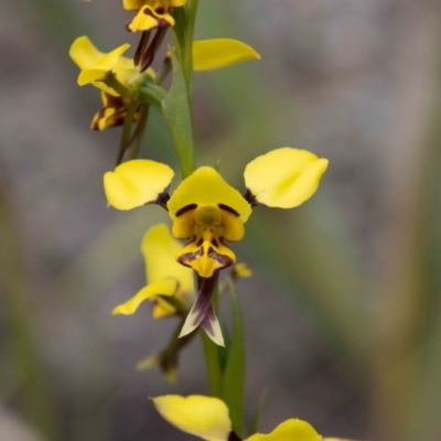 Diuris sulphurea (Tiger Orchid) at Paddys River, ACT - 13 Oct 2023 by SWishart