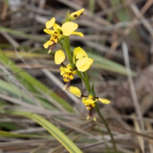 Diuris sulphurea at Paddys River, ACT - suppressed