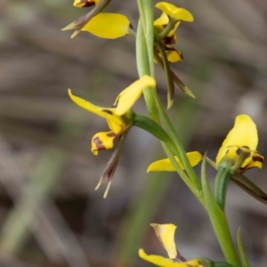 Diuris sulphurea at Paddys River, ACT - suppressed