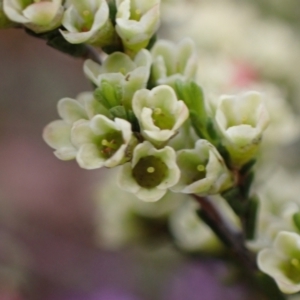 Micromyrtus ciliata at Stawell, VIC - 13 Oct 2023