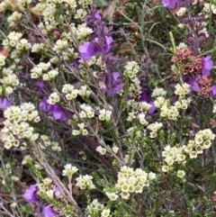 Micromyrtus ciliata at Stawell, VIC - 13 Oct 2023