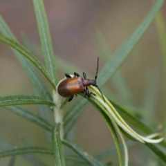 Ecnolagria grandis (Honeybrown beetle) at Paddys River, ACT - 13 Oct 2023 by SWishart