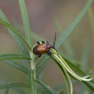 Ecnolagria grandis at Paddys River, ACT - 13 Oct 2023