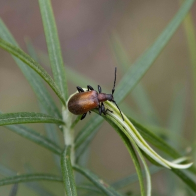 Ecnolagria grandis (Honeybrown beetle) at Birrigai - 13 Oct 2023 by SWishart