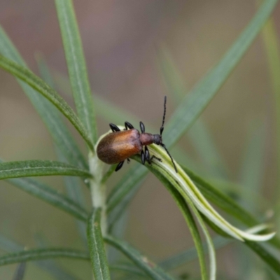 Ecnolagria grandis (Honeybrown beetle) at Paddys River, ACT - 13 Oct 2023 by SWishart