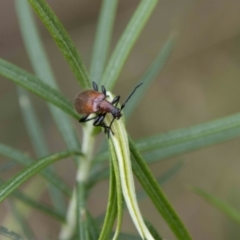 Ecnolagria grandis at Paddys River, ACT - 13 Oct 2023