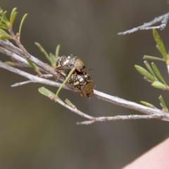 Paropsis pictipennis (Tea-tree button beetle) at Paddys River, ACT - 13 Oct 2023 by SWishart