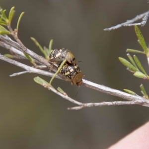 Paropsis pictipennis at Paddys River, ACT - 13 Oct 2023