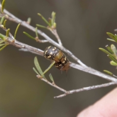 Paropsis pictipennis at Paddys River, ACT - 13 Oct 2023