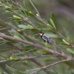 Philobota lysizona at Paddys River, ACT - 13 Oct 2023