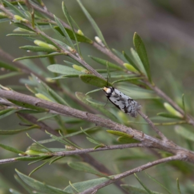 Philobota lysizona (A concealer moth) at Paddys River, ACT - 13 Oct 2023 by SWishart