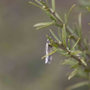 Philobota lysizona at Paddys River, ACT - 13 Oct 2023