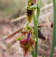 Calochilus montanus (Copper Beard Orchid) at Belconnen, ACT - 15 Oct 2023 by CathB