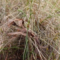 Calochilus montanus at Belconnen, ACT - 15 Oct 2023
