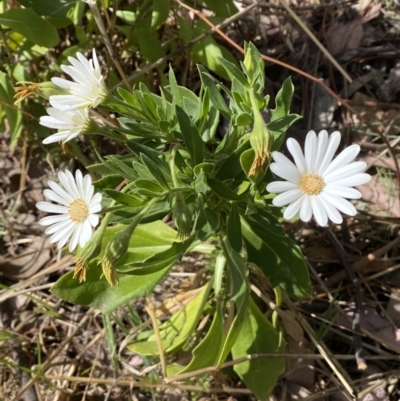 Dimorphotheca ecklonis (South African Daisy) at Jerrabomberra, NSW - 15 Oct 2023 by SteveBorkowskis