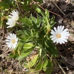 Dimorphotheca ecklonis at Jerrabomberra, NSW - 15 Oct 2023