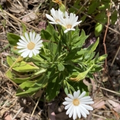 Dimorphotheca ecklonis at Jerrabomberra, NSW - 15 Oct 2023