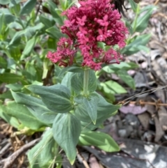 Centranthus ruber (Red Valerian, Kiss-me-quick, Jupiter's Beard) at Jerrabomberra, NSW - 15 Oct 2023 by SteveBorkowskis