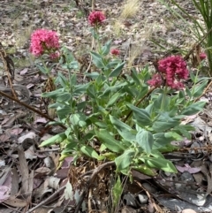 Centranthus ruber at Jerrabomberra, NSW - 15 Oct 2023