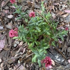 Centranthus ruber at Jerrabomberra, NSW - 15 Oct 2023 03:47 PM