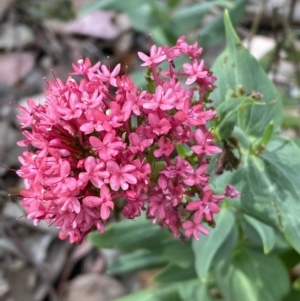 Centranthus ruber at Jerrabomberra, NSW - 15 Oct 2023