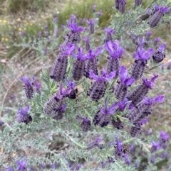 Lavandula stoechas (Spanish Lavender or Topped Lavender) at QPRC LGA - 15 Oct 2023 by SteveBorkowskis