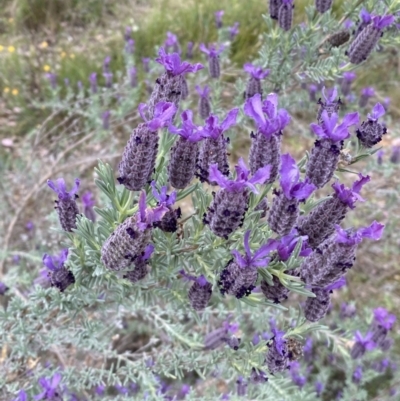 Lavandula stoechas (Spanish Lavender or Topped Lavender) at Jerrabomberra, NSW - 15 Oct 2023 by SteveBorkowskis