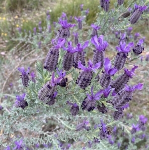 Lavandula stoechas at Jerrabomberra, NSW - 15 Oct 2023