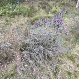 Lavandula stoechas at Jerrabomberra, NSW - 15 Oct 2023