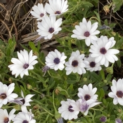 Dimorphotheca ecklonis (South African Daisy) at Jerrabomberra, NSW - 15 Oct 2023 by SteveBorkowskis