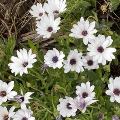 Dimorphotheca ecklonis (South African Daisy) at Jerrabomberra, NSW - 15 Oct 2023 by SteveBorkowskis