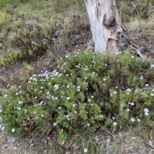 Dimorphotheca ecklonis at Jerrabomberra, NSW - 15 Oct 2023