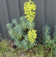 Euphorbia characias (Mediterranean Spurge) at Jerrabomberra, NSW - 15 Oct 2023 by SteveBorkowskis