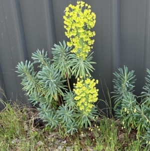 Euphorbia characias at Jerrabomberra, NSW - 15 Oct 2023