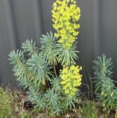 Euphorbia characias at Jerrabomberra, NSW - 15 Oct 2023 03:45 PM