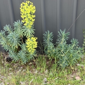 Euphorbia characias at Jerrabomberra, NSW - 15 Oct 2023 03:45 PM