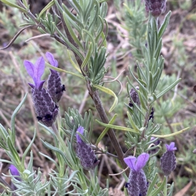 Lavandula stoechas (Spanish Lavender or Topped Lavender) at Jerrabomberra, NSW - 15 Oct 2023 by SteveBorkowskis